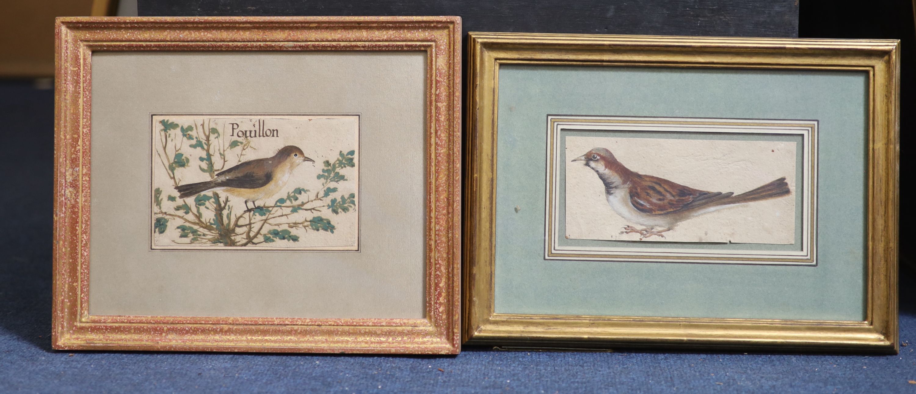 Early 17th century French School , Two bird studies, one title Pouillon, bodycolour on paper, 10 x 15.5cm and 8 x 17.5cm